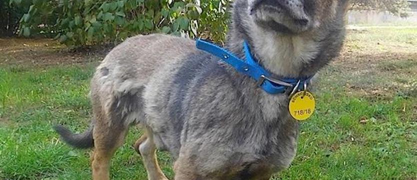 Bezpieczna przystań dla Fajtera