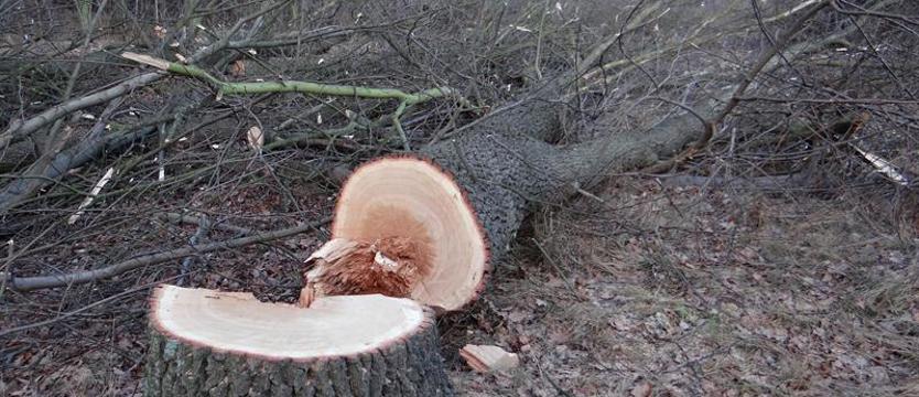 Wznowiono wycinkę w Puszczy Białowieskiej!