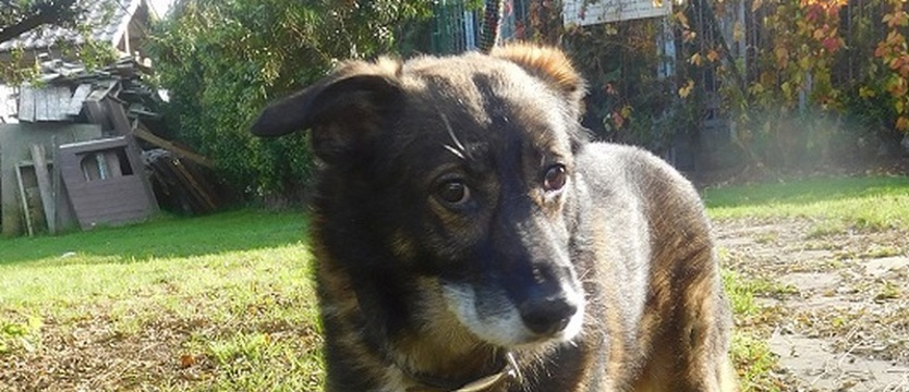 Tomcio – kolejne święta w schronisku