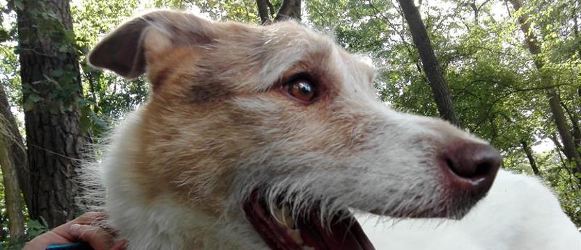 Jack – do dwóch razy sztuka?