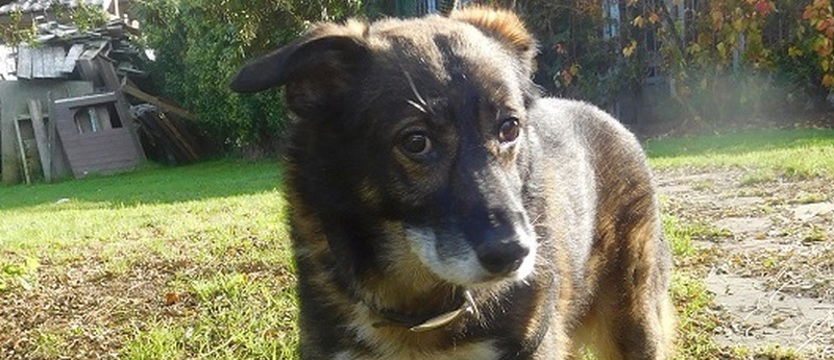 Tomcio – kolejne święta w schronisku