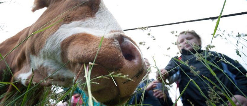 Krowy optymistki wyrastają z optymistycznych cielaków