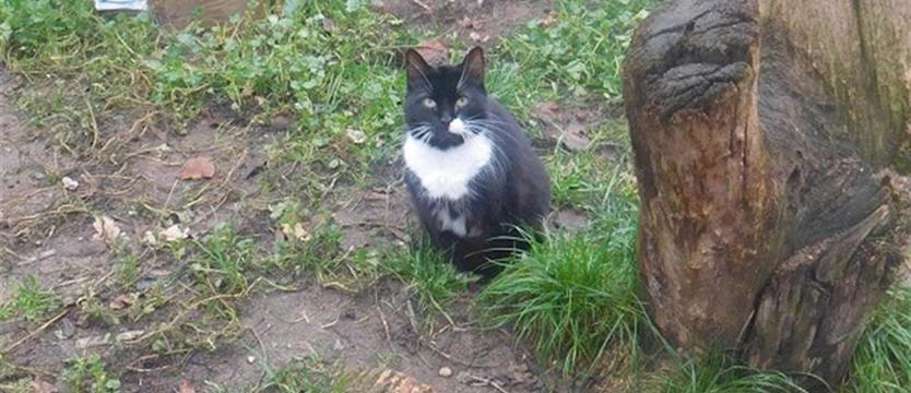 Pingwinek zwany Jaskier