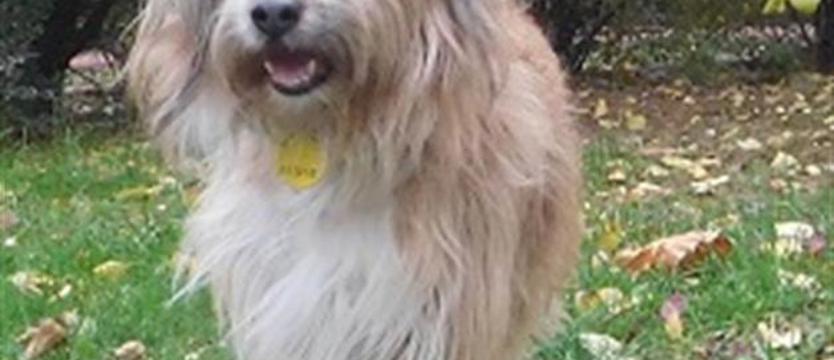 Pompon, czyli (na psa) urok