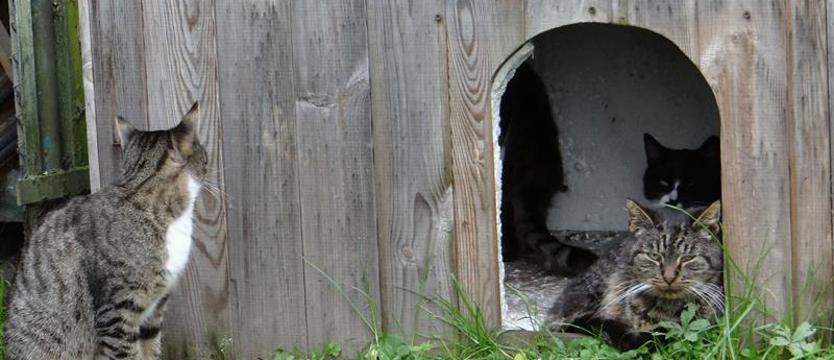 Kontynuacja przez zmiany