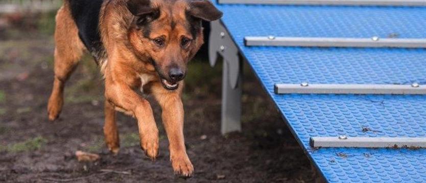 Bigos, czyli kundel bury