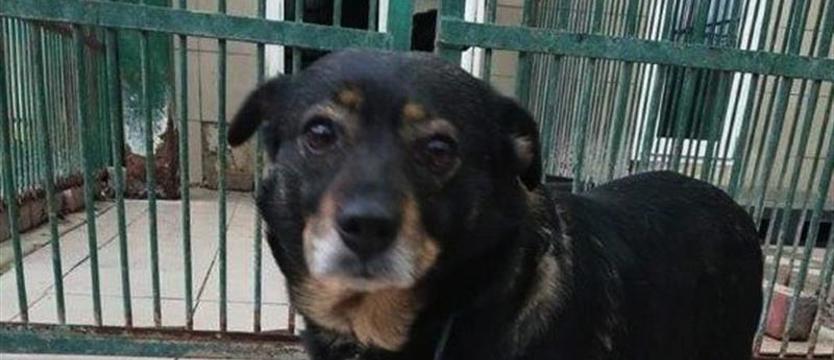 Bronka wciąż w schronisku