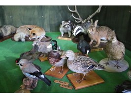 Pomerania Hunting - myśliwi w hali