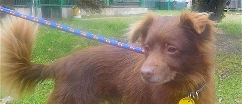 Rex, czyli dwa lata za kratami