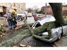 Gwałtowny wiatr połamał drzewa w Szczecinie