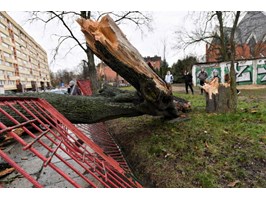 Gwałtowny wiatr połamał drzewa w Szczecinie