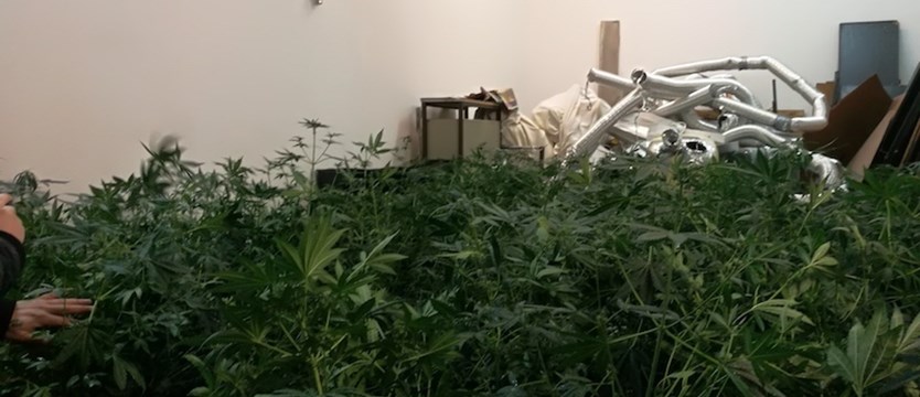 Plantacja marihuany zlikwidowana, 49-latek w areszcie