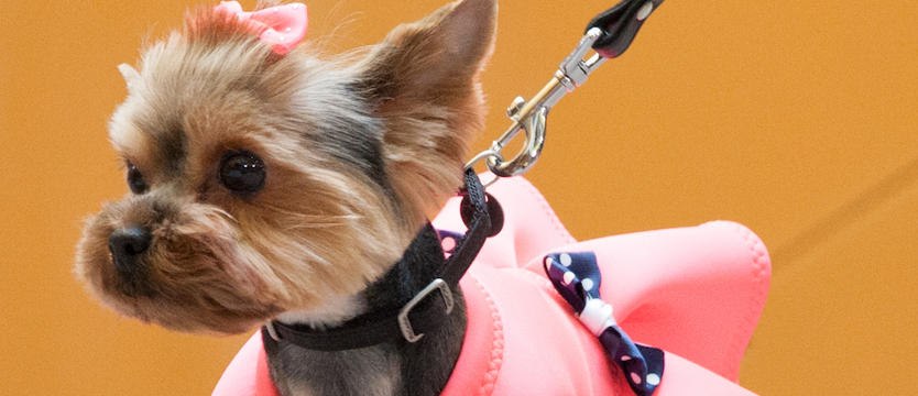 Głosuj na superpsiaka 2019!