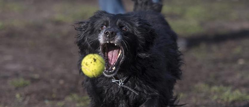 Weź na kompana Blekiego