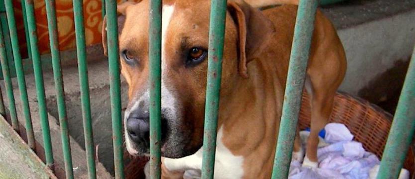 Majki dziś w schronisku