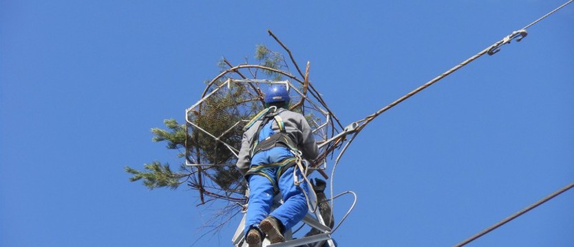 Lasy i energetycy w trosce o rybołowa