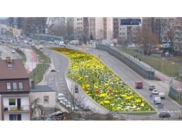 Pomysł na kwietne łąki dla Szczecina