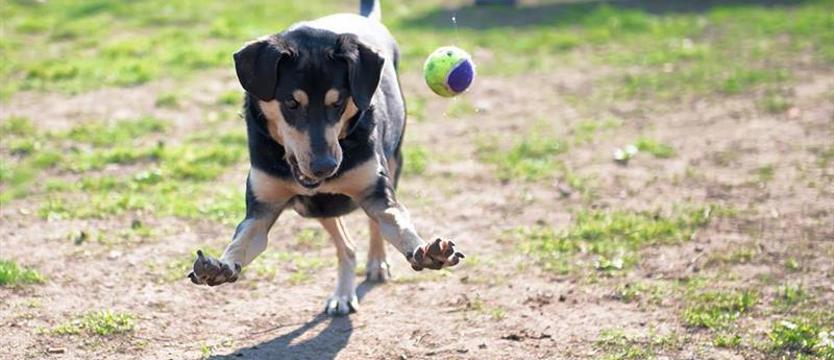 Opal – niczym klejnot do zdobycia