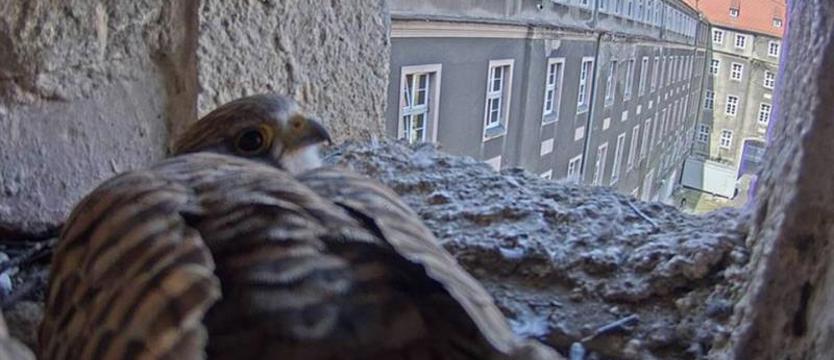 Big Brother z gniazda pustułek