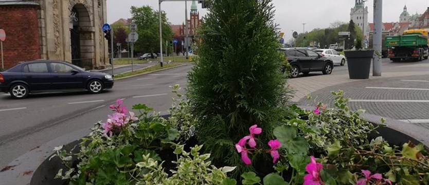 Dziesiątki tysięcy kwiatów dla ozdoby Szczecina