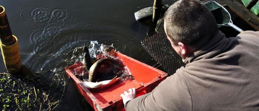 Szczupaki, szczupaki…