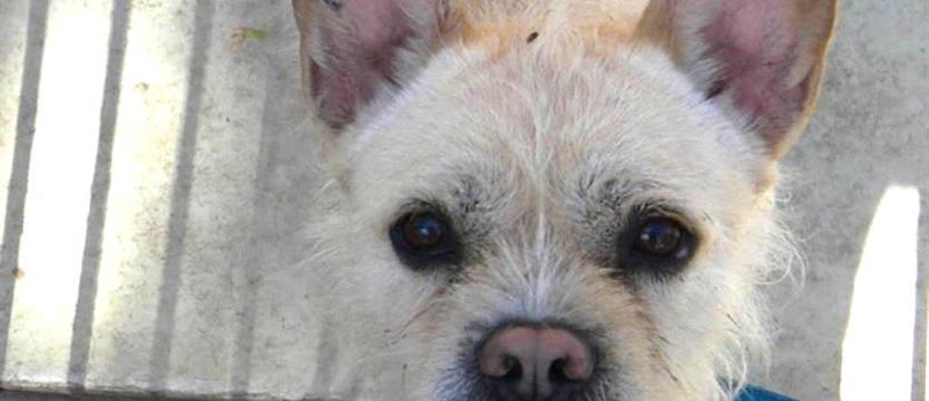 Rico znudził się właścicielom