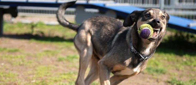 Rubin, czyli potencjał mnożony energią