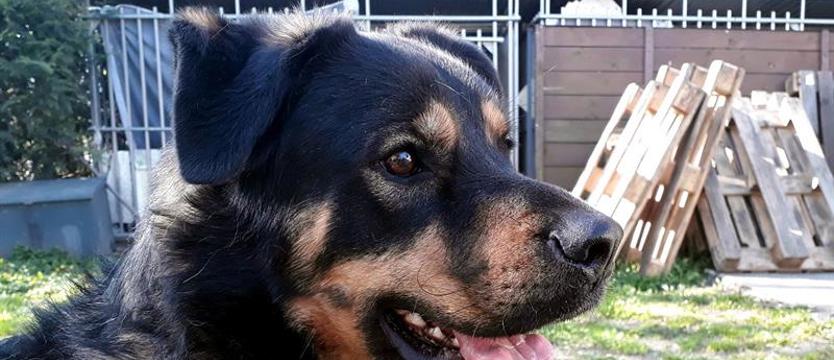 Kajko węszy za człowiekiem