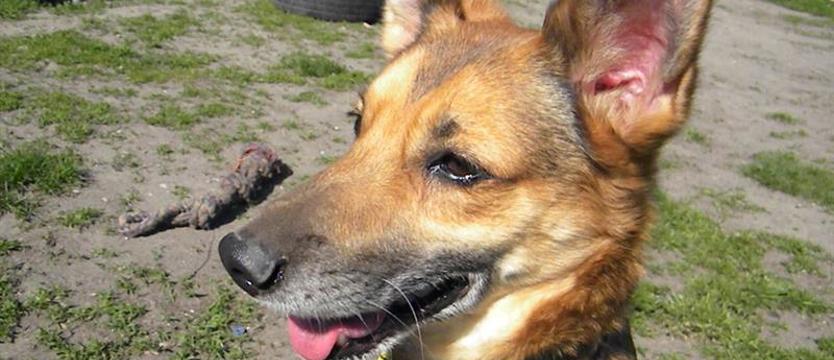 Słodko-gorzka natura Tofika