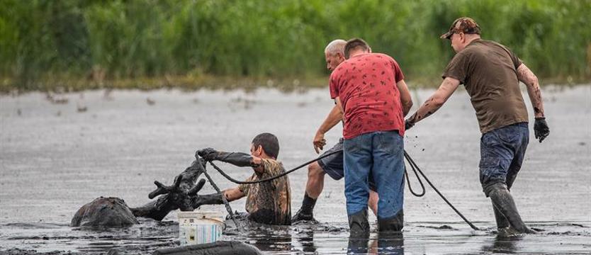 Dramatyczna akcja ratunkowa – jelenie wpadły do refulatu