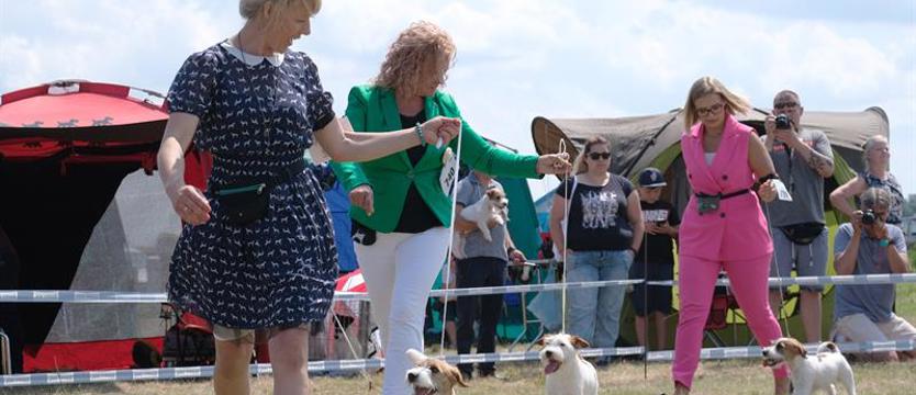 Rzadkie czworonogi w Szczecinie