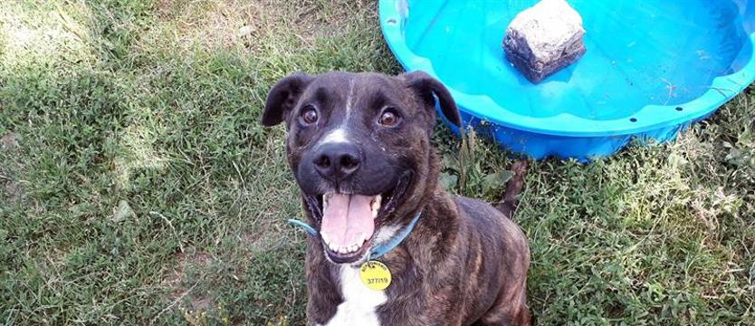 Przytul przyjacielskiego Huzara