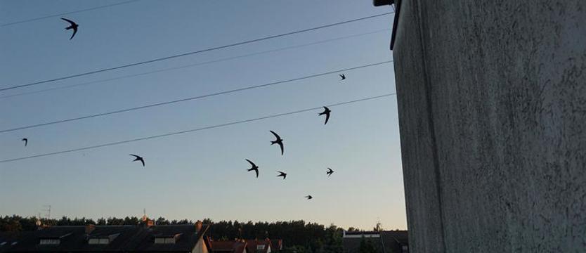 Społecznicy w kontrze do urzędu. Wojna o ptaki