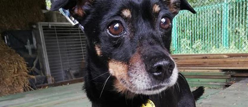 Kruszyna zwana Dudusiem