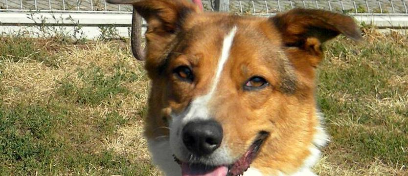 Solista zwany Aresem