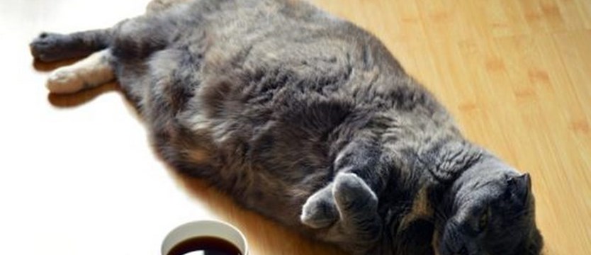 Domowe koty cierpią na nadwagę tak jak ludzie