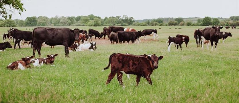 Krowy skazane na śmierć?