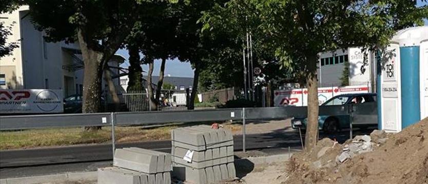 Drzewa w kolizji z parkingiem. Wstyd i żal?