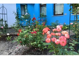 Cały Szczecin w kwiatach. Ogród seniorów przy ul. Romera