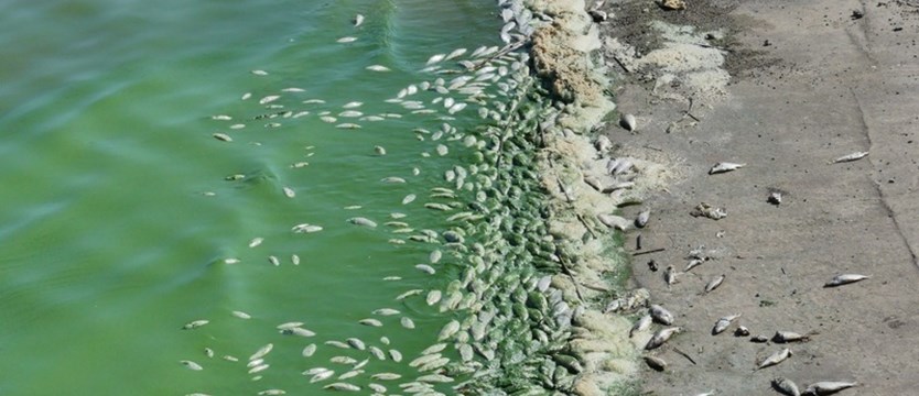 WIOŚ: To nie oczyszczalnia ścieków spowodowała śnięcie ryb w Jamnie