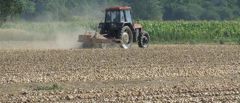 W Zachodniopomorskiem ponad 10,6 tys. gospodarstw dotkniętych suszą