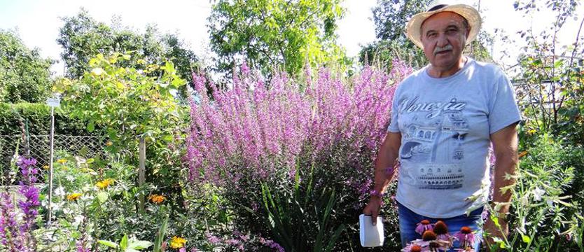 Cały Szczecin w kwiatach. Słoneczniki nie z obrazów van Gogha