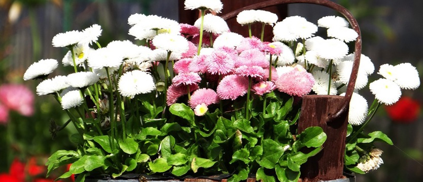 Smak i terapia. Kwiaty na talerzu