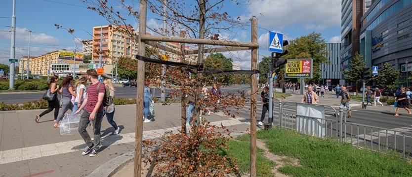 Drzewa w centrum Szczecina usychają