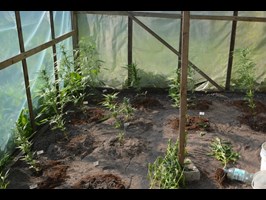 Plantacja marihuany w ogrodowym namiocie