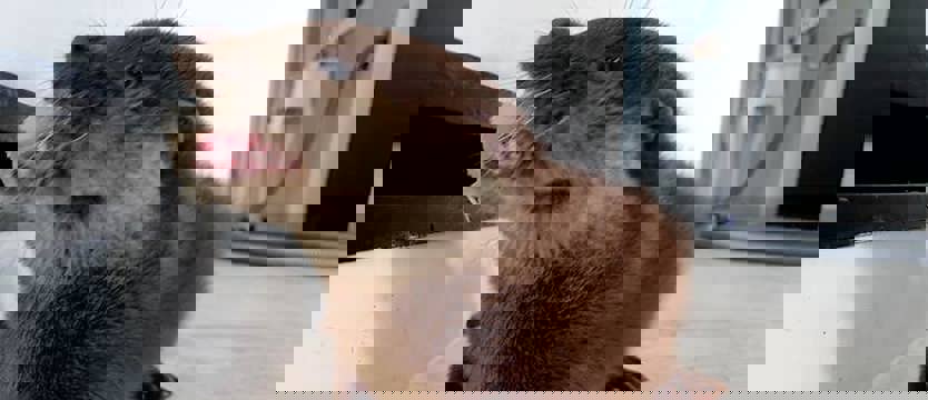 Wydra Basia odnaleziona