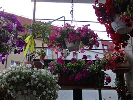 Cały Szczecin w kwiatach. Miniogród na balkonie