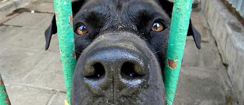 Biała łata - czarny pies