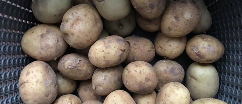 Powitanie jesieni z ziemniakiem