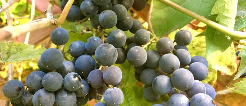 Winobranie w toku - rok dobry jakościowo, ale słabszy ilościowo